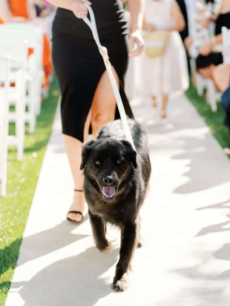 Pet walking down the aisle on wedding day
