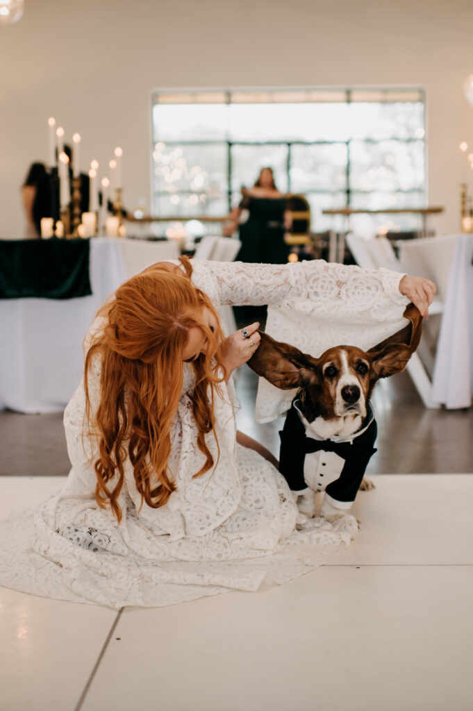 bride lifting beagles ears up on wedding day