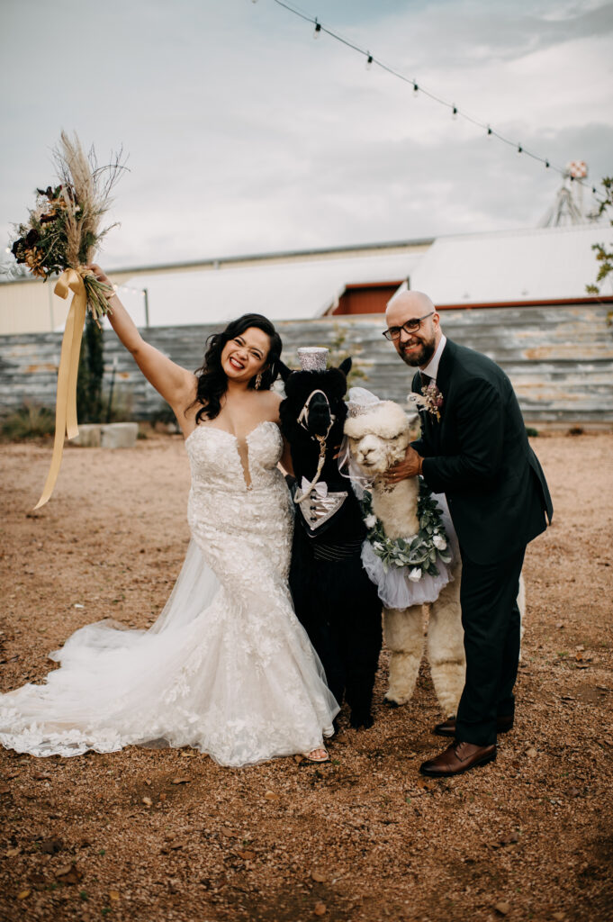 Bride and groom celebrating with alpacas on wedding day