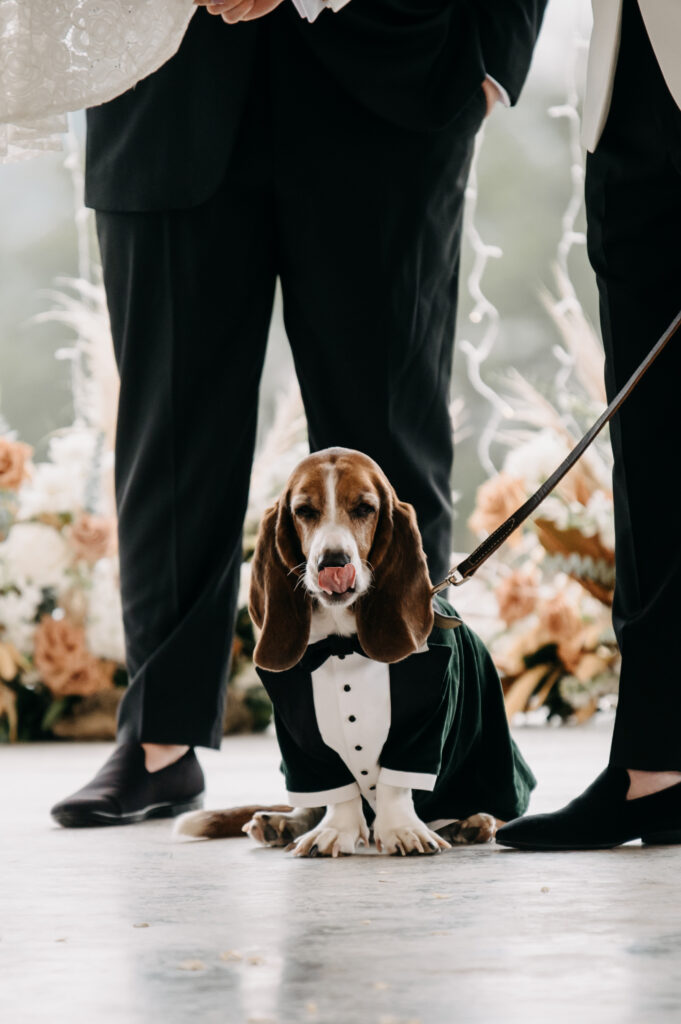 beagle practicing being in wedding
