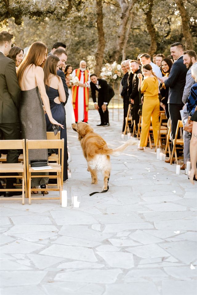 Dog trotting down aisle at wedding