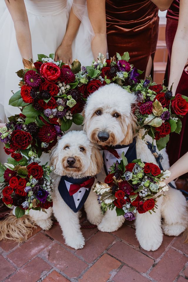 Goldendoodles framed with bouquets on wedding da